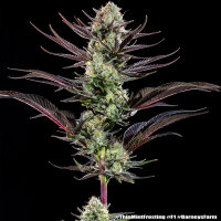 Thin Mint Frosting + Hybrid + Barneys Farm