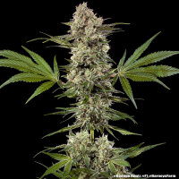 Banana Runtz + Hybrid + Barneys Farm