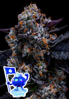 Free Blueberry Nation + Indica + Anesia Seeds