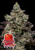 Caranel Apple Drip + Indica + Anesia Seeds