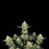 AK 47 Auto + Indica + Ganja Farmer