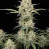 AK 47 Auto + Indica + Ganja Farmer