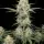 AK 47 Auto + Indica + Ganja Farmer