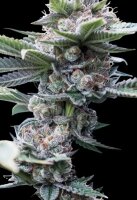 Alien Cookies + Indica + Ganja Farmer
