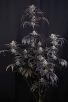 Strawberry Gorilla Auto RF3 + Hybrid + Fast Buds