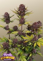 Purple Lemonade Auto RF3 + Indica + Fast Buds