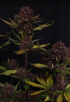 Purple Lemonade Auto RF3 + Indica + Fast Buds