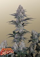 Guava Sundae Auto + Hybrid + Fast Buds