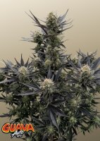 Guava Auto RF3 + Hybrid + Fast buds