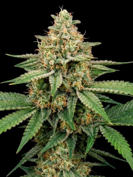 Amnesia Lemon Auto + Sativa + Ganjer Farmer