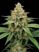 Amnesia Lemon Auto + Sativa + Ganjer Farmer