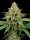 Amnesia Lemon Auto + Sativa + Ganjer Farmer