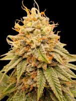 Apples and Bananas + Hybrid + Ganjer Farmer