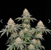 Apples and Bananas + Hybrid + Ganjer Farmer