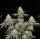 Apples and Bananas + Hybrid + Ganjer Farmer