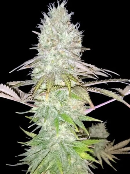 Big Jack + Hybrid + Ganjer Farmer