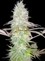 Big Jack + Hybrid + Ganjer Farmer