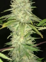 Big Jack + Hybrid + Ganjer Farmer
