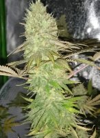 Big Jack + Hybrid + Ganjer Farmer