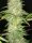 Big Jack + Hybrid + Ganjer Farmer