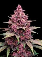 Black Cherry Punch + Indica + Ganjer Farmer