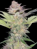 Black Domina Auto + Indica + Ganjer Farmer