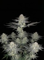 Blue Zushi + Indica + Ganjer Farmer