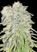 CBD Blueberry Muffin s+ indica + Ganjer Farmer