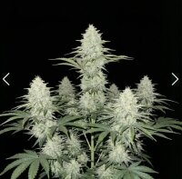 CBD Blueberry Muffin s+ indica + Ganjer Farmer
