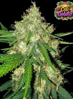 Cali Gelato Auto + Hybrid + Ganjer Farmer