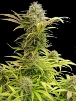 Cali Gelato Auto + Hybrid + Ganjer Farmer
