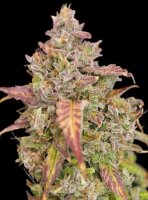 Cherry Cookies Auto + Indica + Ganjer Farmer