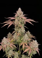 Cherry Cookies Auto + Indica + Ganjer Farmer