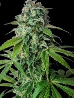 Cherry Pie + Indica + Ganjer Farmer