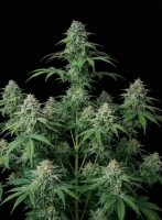 Cherry Pie + Indica + Ganjer Farmer