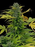 CBD Lemon Peach + Indica + Ganjer Farmer