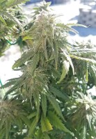 CBD Lemon Peach + Indica + Ganjer Farmer