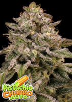 Pistachio Churro Auto + Indica + Anesia Seeds