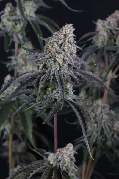 Pineapple OG Auto + Sativa + Fast Buds