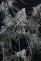Pineapple OG Auto + Sativa + Fast Buds
