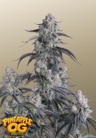 Pineapple OG Auto + Sativa + Fast Buds
