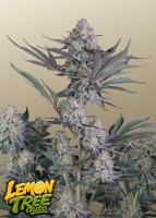 Lemon Tree Auto + Sativa + Fast Buds