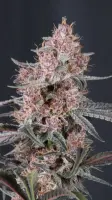 Mango Cherry Runtz Auto + Sativa + Fast Buds
