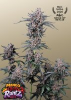 Mango Cherry Runtz Auto + Sativa + Fast Buds