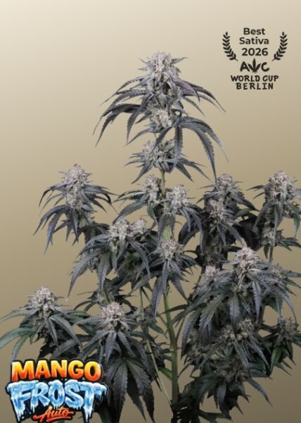 Mango Frost Auto + Sativa + Fast Buds