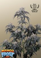 Mango Frost Auto + Sativa + Fast Buds