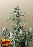Banana Cherry Cookies Auto + Indica + Fast Buds