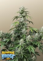 Banana Frost Auto + Hybrid + Fast Buds