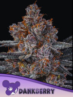 Dankberry + Hybrid + Anesia Seeds